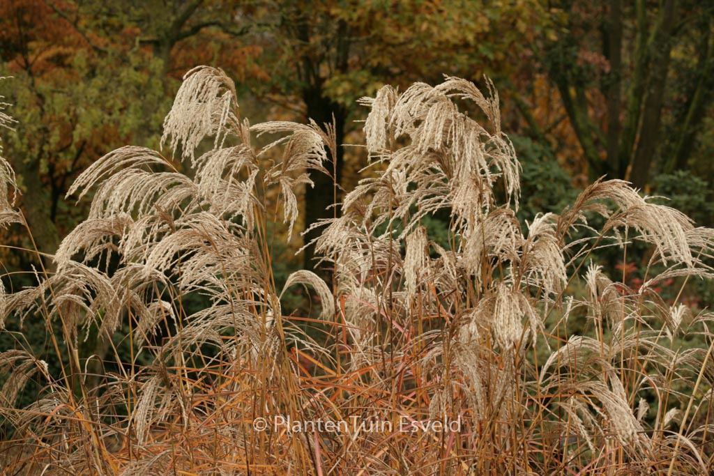 Miscanthus sinensis 'Kaskade'