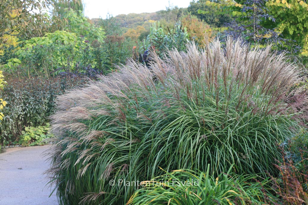 Miscanthus sinensis 'Krater'