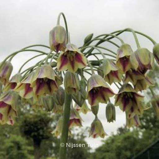 Nectaroscordum siculum ssp. bulgaricum