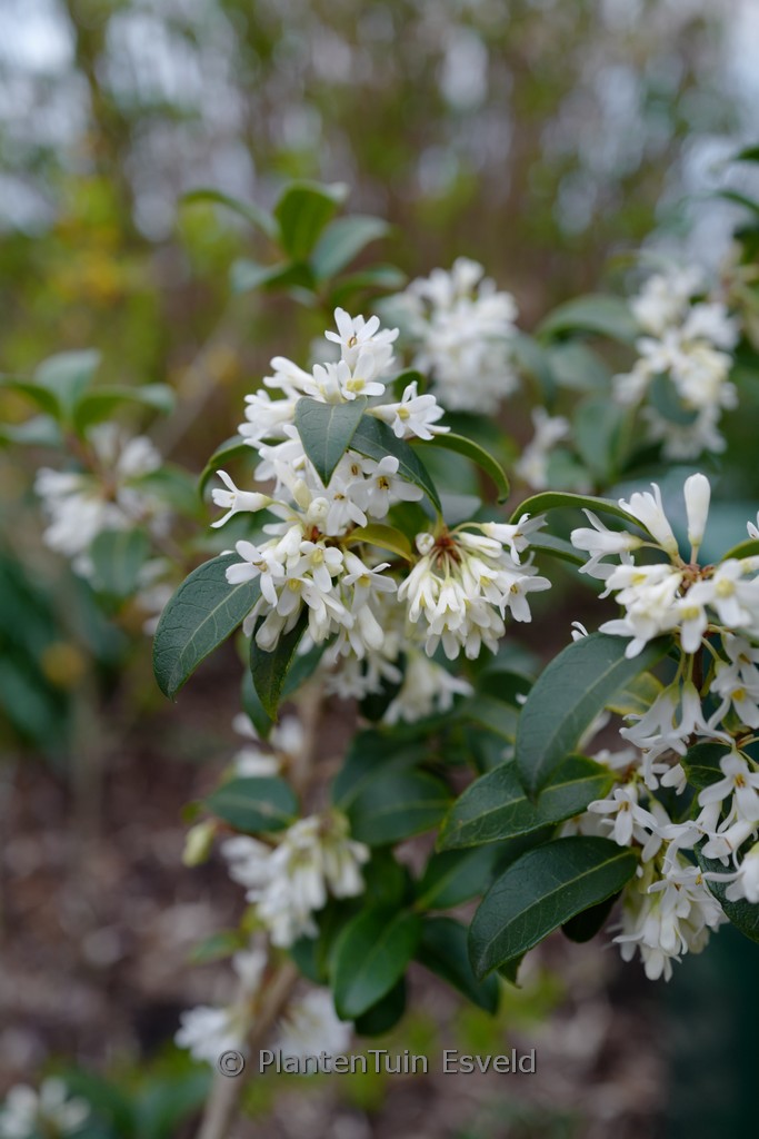 Osmanthus delavayi x decorus