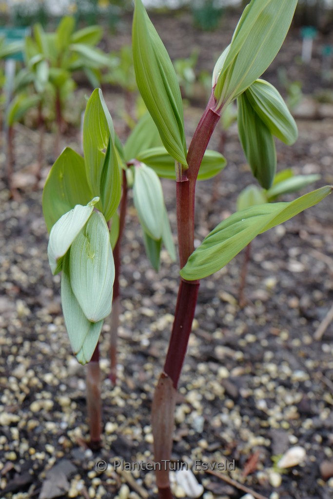 Paeonia suffruticosa 'Kamata nishiki'