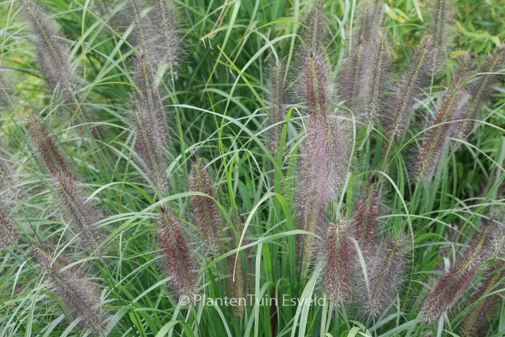 Pennisetum alopecuroides 'Black Beauty'