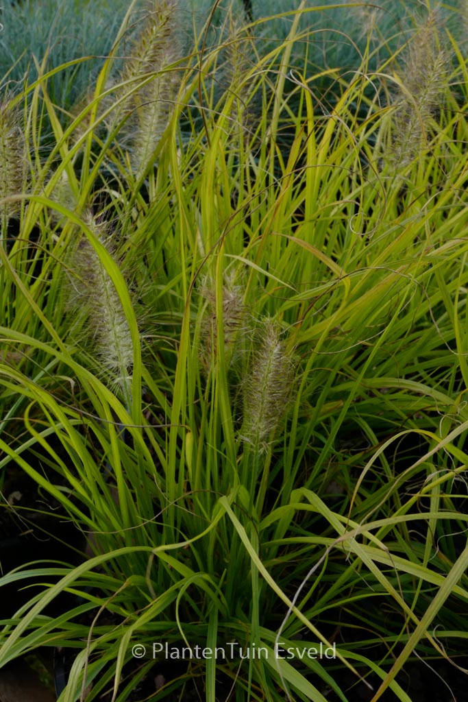Pennisetum alopecuroides 'Hameln Gold'