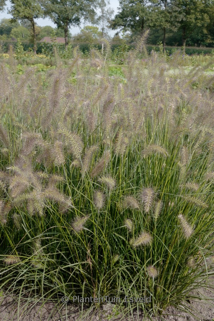 Pennisetum alopecuroides 'Piglet'