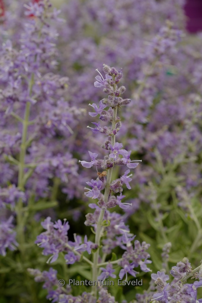Perovskia atriplicifolia 'Bluesette'