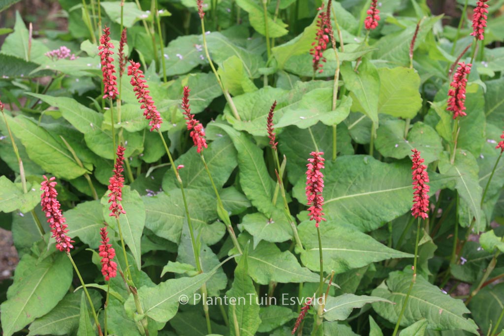 Persicaria amplexicaulis 'JS Caliente'