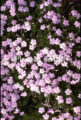 Phlox 'Lilac Cloud'