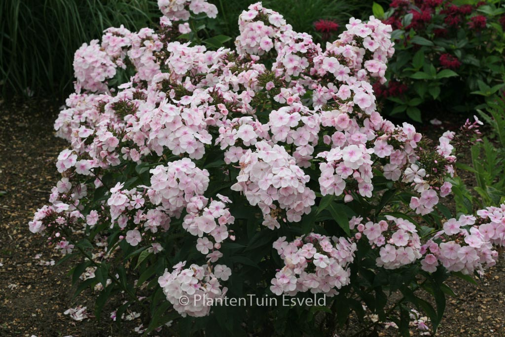 Phlox 'Monica Lynden-Bell (P)'