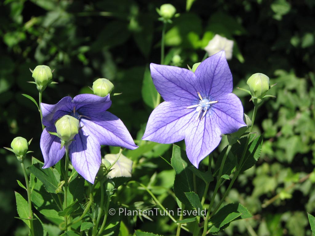 Platycodon grandiflorus 'Mariesii'