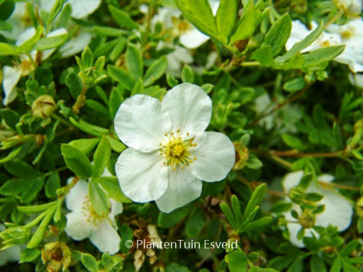 Potentilla fruticosa 'Snowbird'