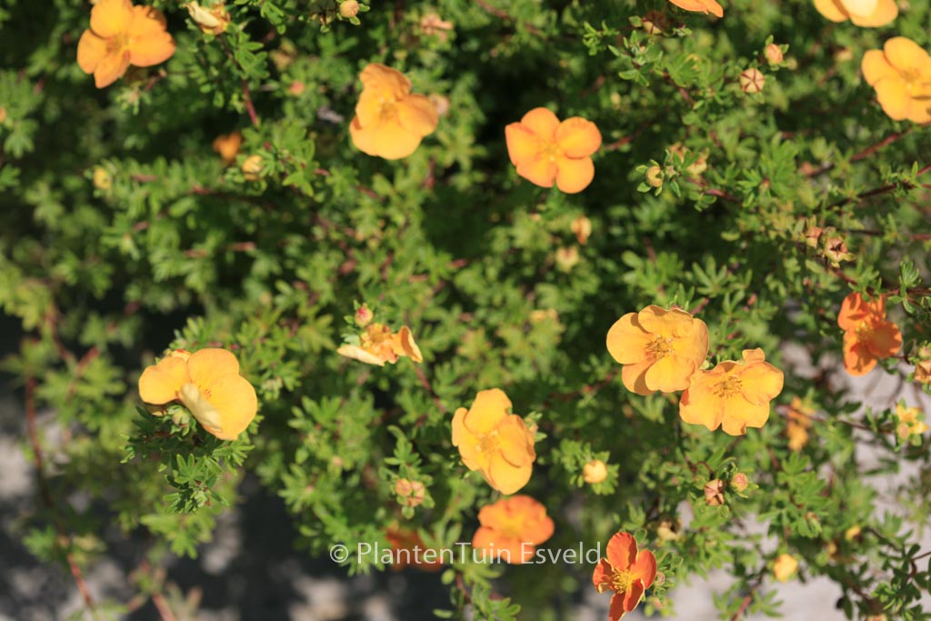 Potentilla fruticosa 'Sunset'