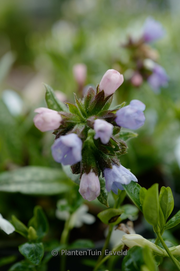 Pulmonaria 'Twinkle Toes'