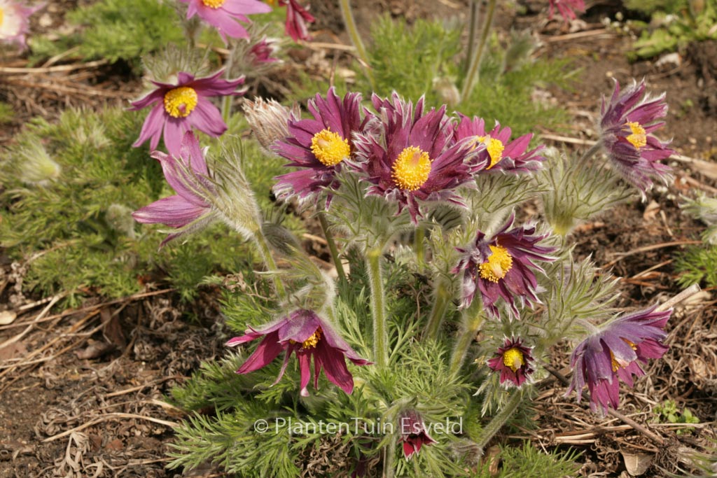 Pulsatilla vulgaris 'Papageno'