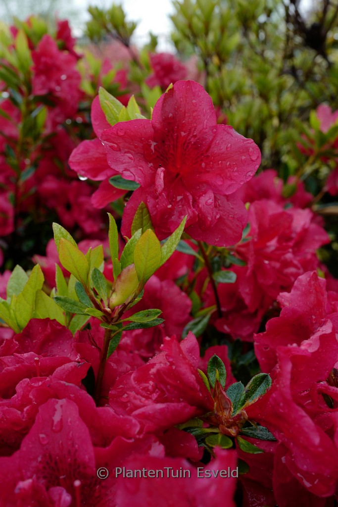Rhododendron ENCORE AUTUMN FIRE 'Roblez' (Az)