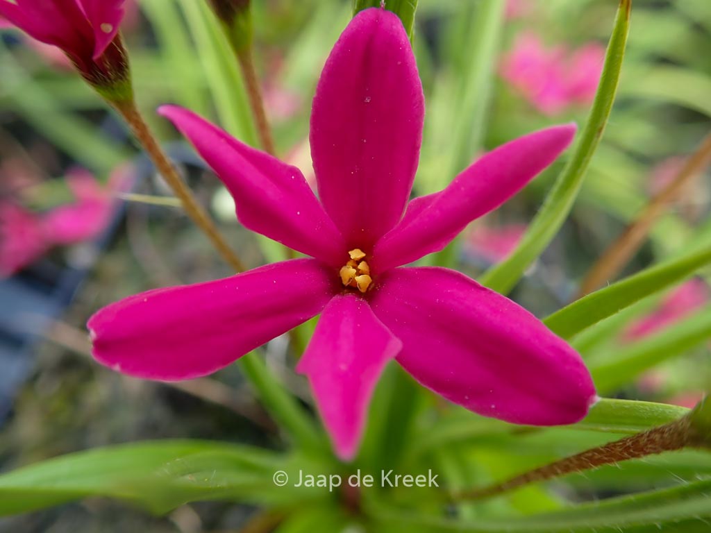 Rhodoxis 'Fairy Tale'