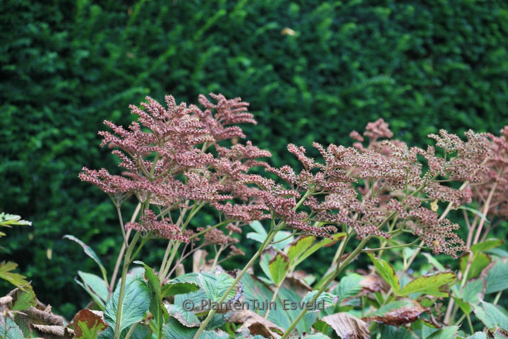 Rodgersia pinnata 'Die Schöne'