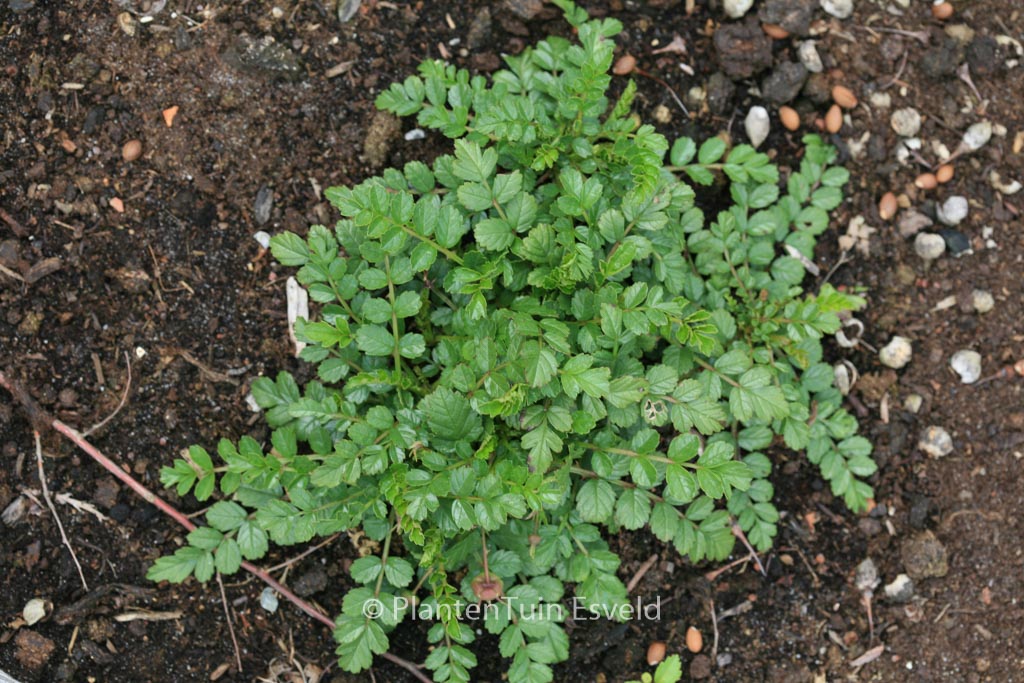 Rubus taiwanicola