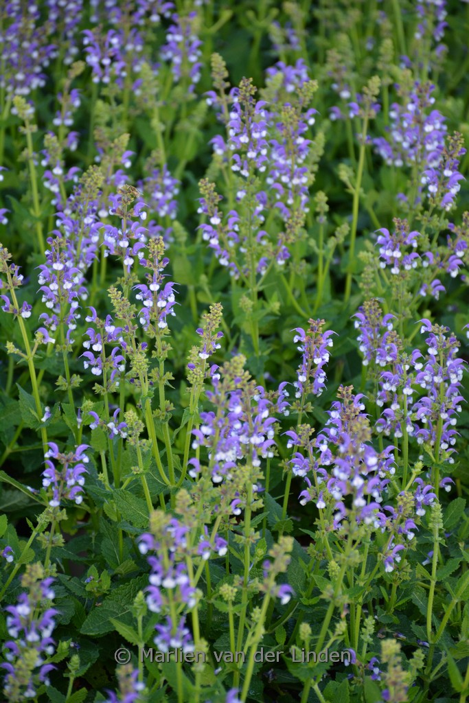Salvia 'Azure Snow'