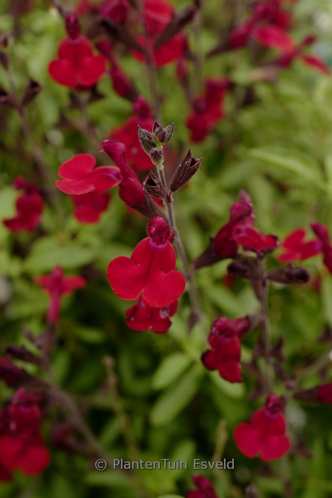 Salvia jamensis 'Kolmazam' (Magical Zambesi)