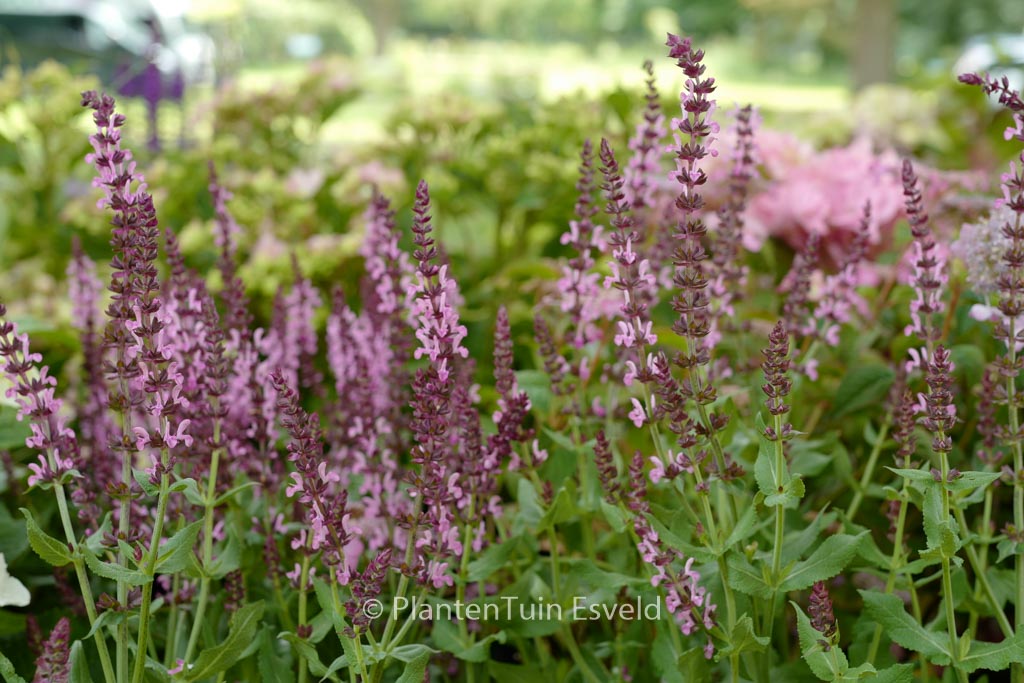 Salvia nemorosa 'Flor Sal Roz' (SENSATION DEEP ROSE)