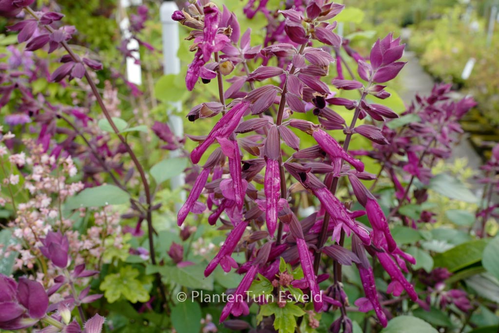 Salvia 'Serendip6' (LOVE AND WISHES)