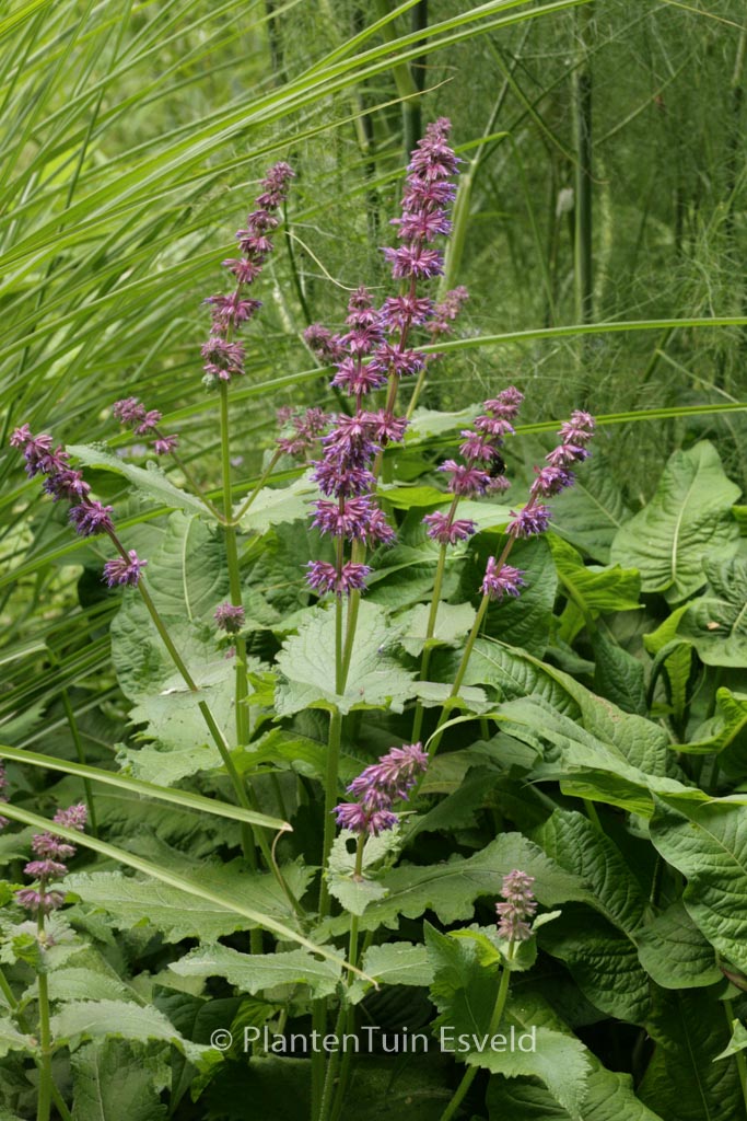 Salvia verticillata