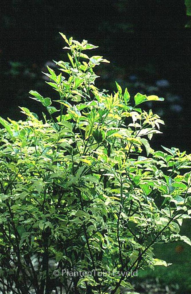 Sambucus nigra 'Madonna'