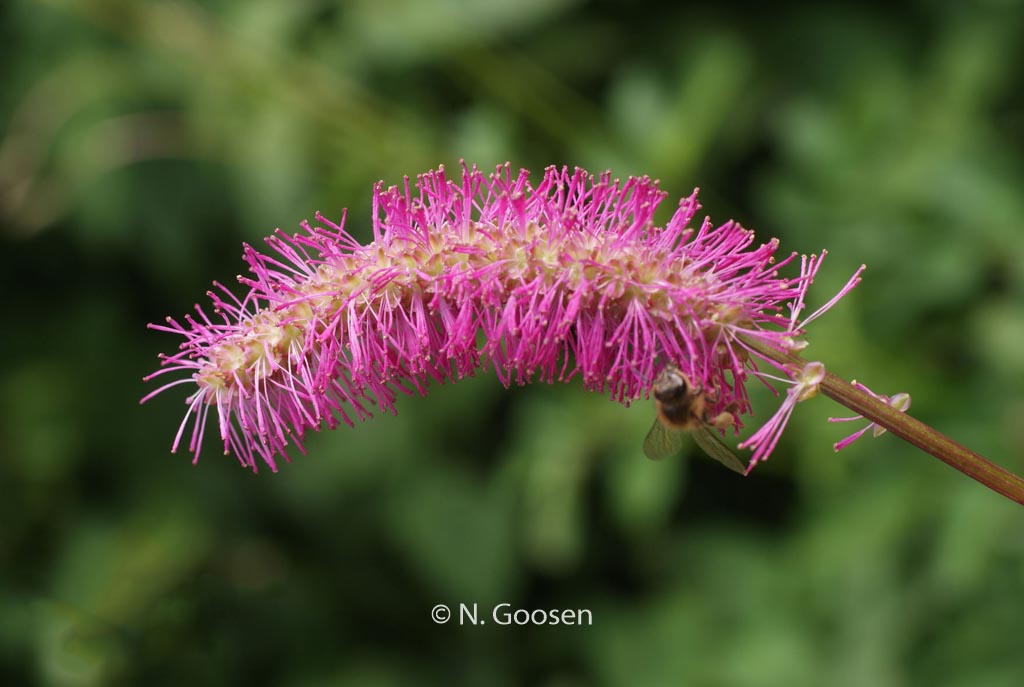 Sanguisorba obtusa
