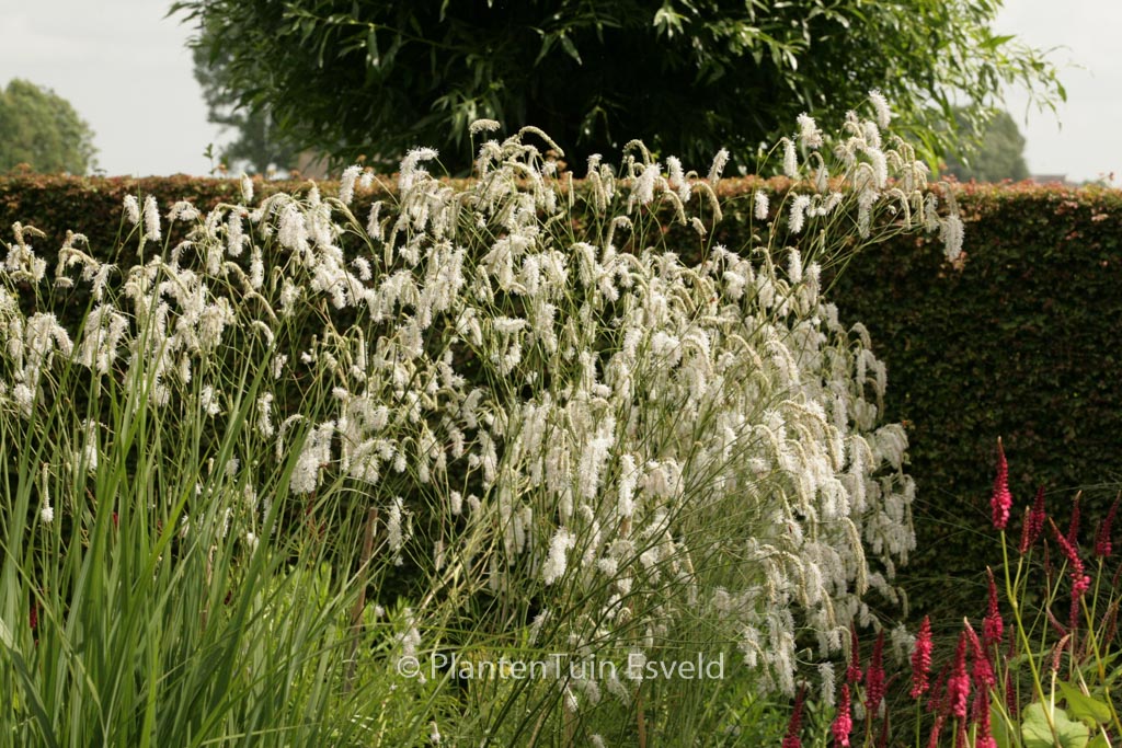 Sanguisorba tenuifolia 'Alba'