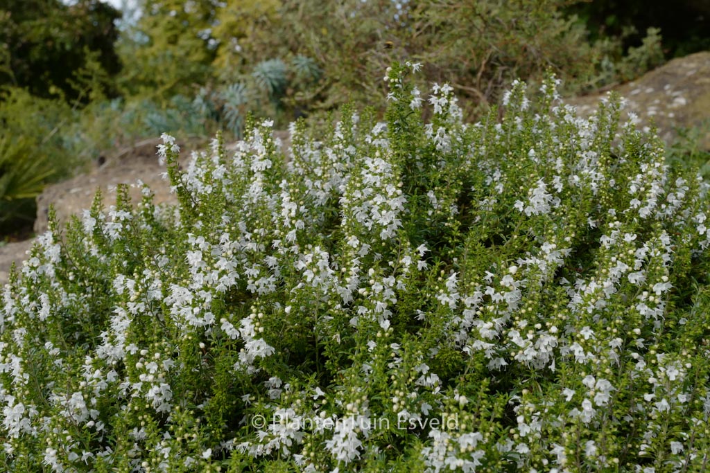 Satureja spicigera