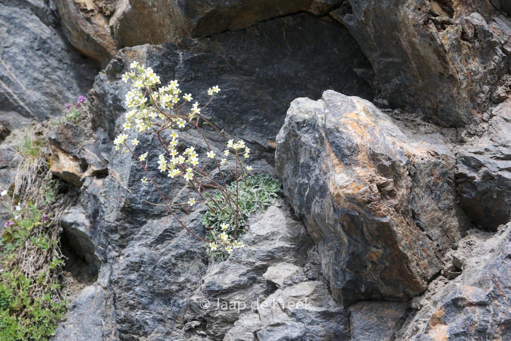 Saxifraga paniculata
