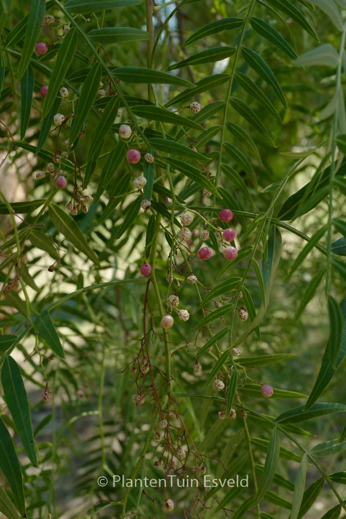 Schinus molle