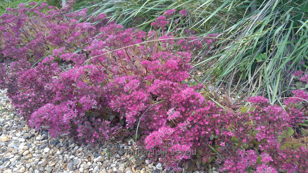 Sedum 'Robustum'