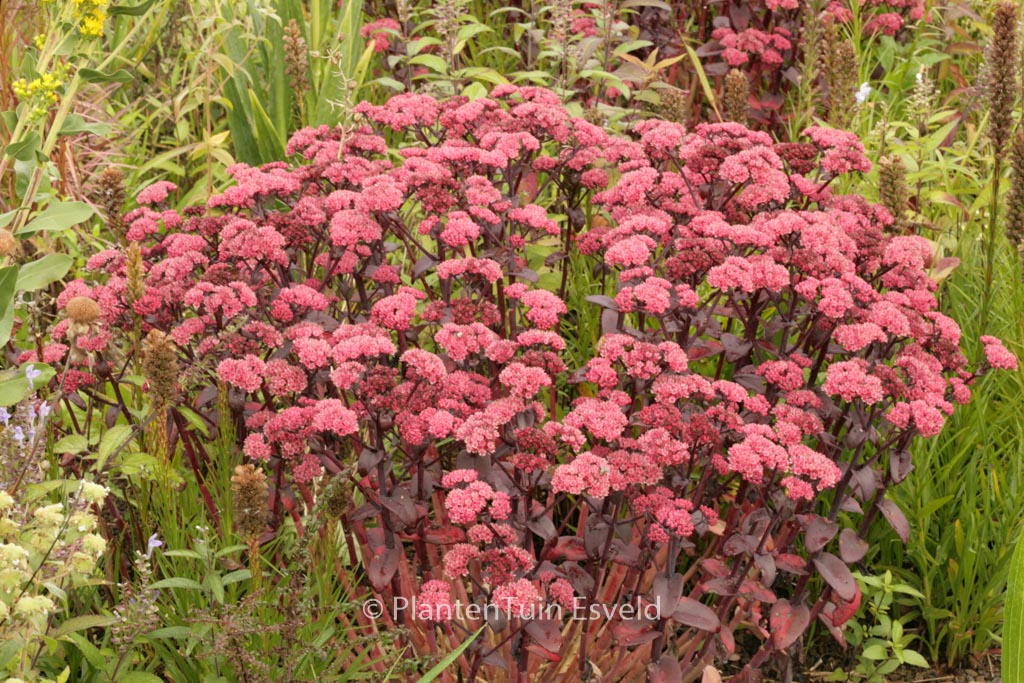 Sedum telephium 'Karfunkelstein'