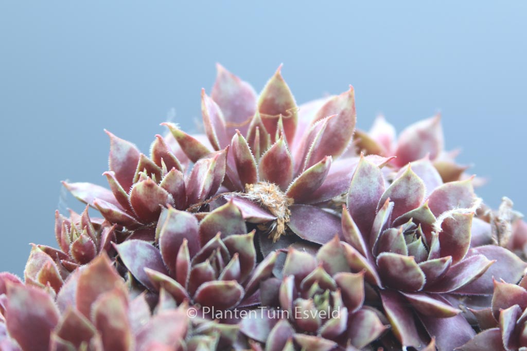 Sempervivum 'Rotkopf'