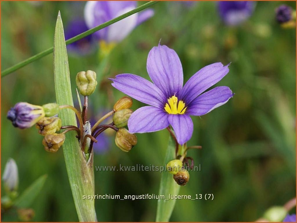 Sisyrinchium angustifolium 'Lucerne'