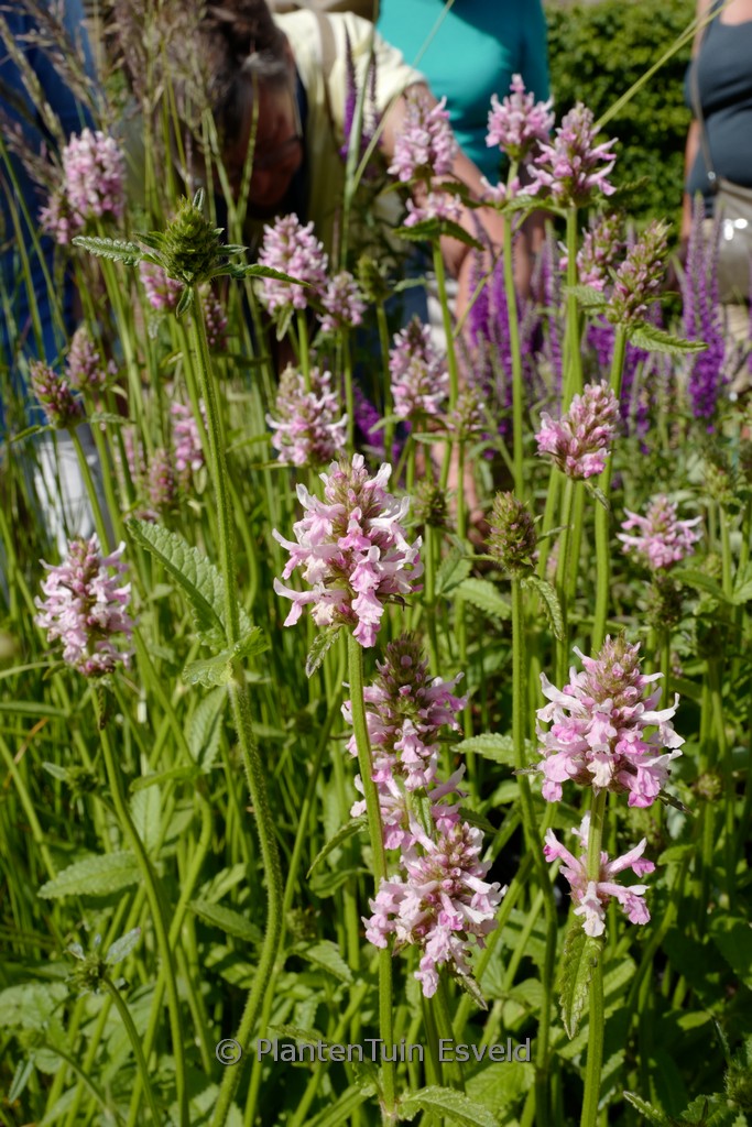 Stachys macrantha 'Morning Blush'