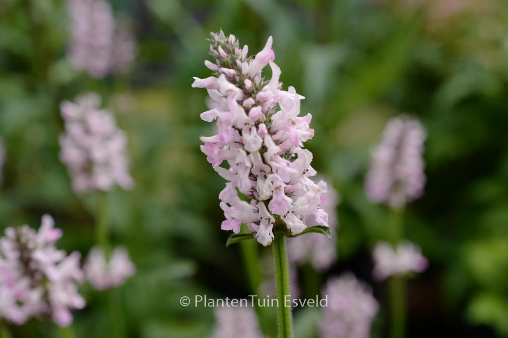 Stachys officinalis 'Pinky'