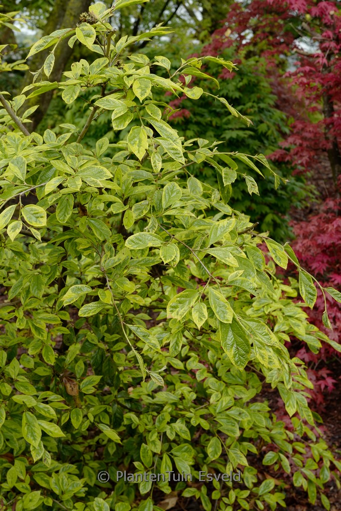 Sycoparrotia semidecidua 'Variegata'