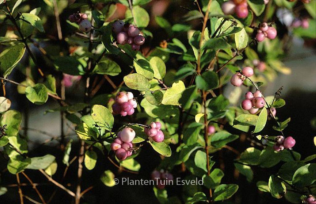 Symphoricarpos doorenbosii 'Amethyst'