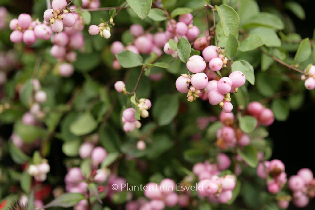 Symphoricarpos doorenbosii 'Mother of Pearl'
