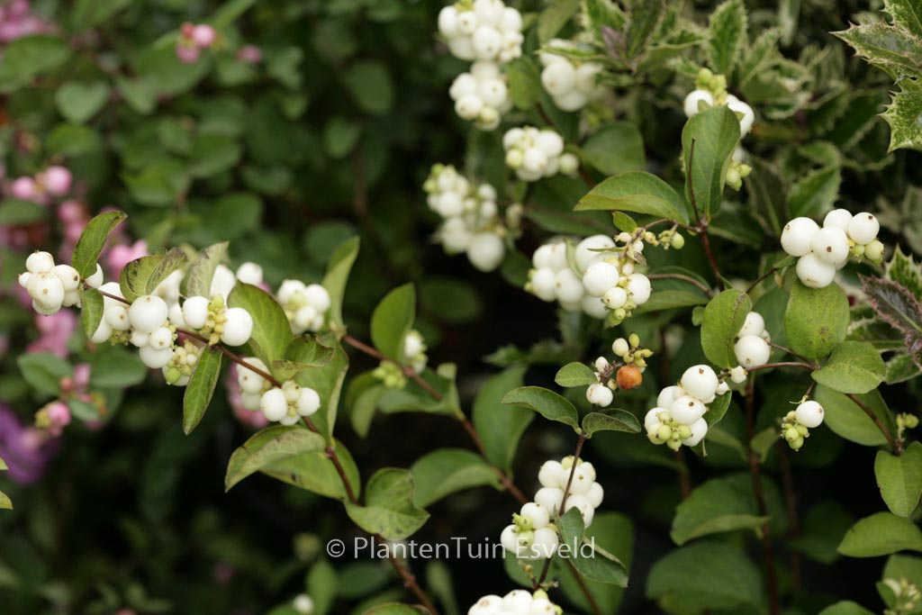 Symphoricarpos doorenbosii 'White Hedge'