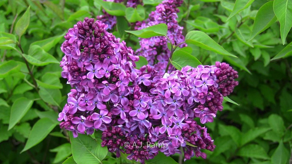 Syringa vulgaris 'Congo'