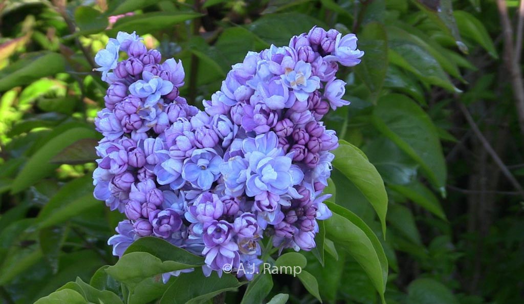 Syringa vulgaris 'Drifting Dream'
