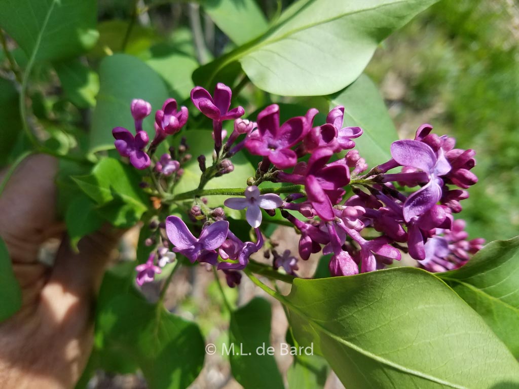 Syringa vulgaris 'Monge'