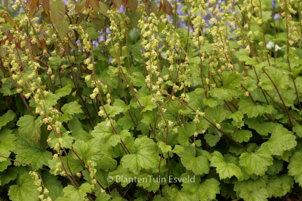 Tellima grandiflora 'Rubra'