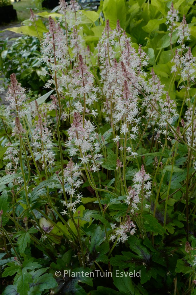 Tiarella 'Sugar and Spice'