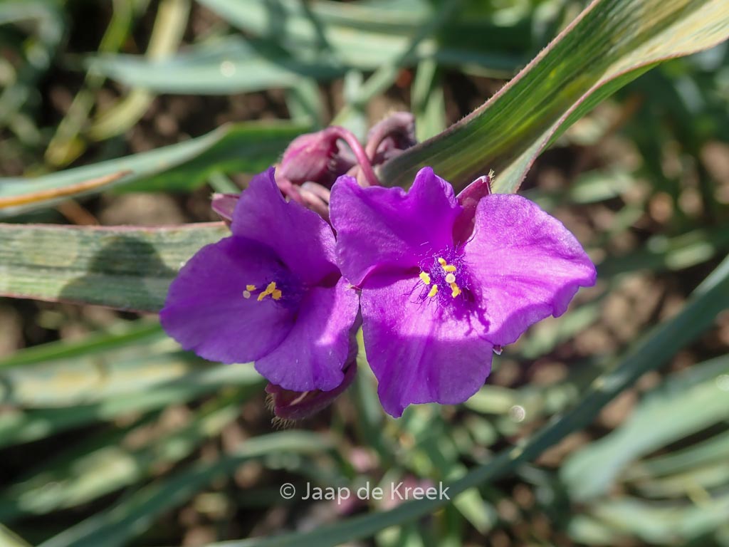 Tradescantia andersoniana 'Concord Grape'