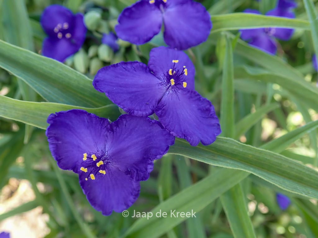 Tradescantia andersoniana 'Leonora'