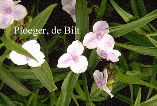 Tradescantia andersoniana 'Osprey'